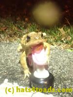 /home//u458753944/public_html/sourcegallery////////////////////////////Roxborough Toad Detour/2023/2023-03-23/P3230625.JPG
